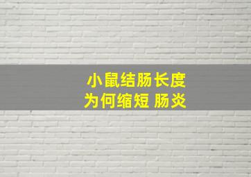 小鼠结肠长度为何缩短 肠炎